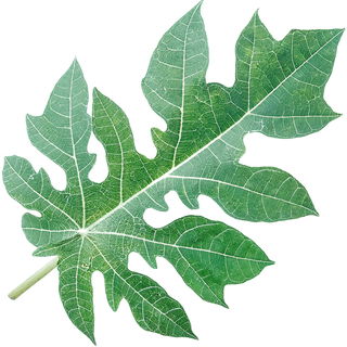 Papaya leaf
