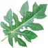 Papaya leaf