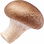 Australian shiitake