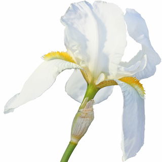 florentinische Schwertlilie