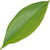 Lily-of-the-valley leaf