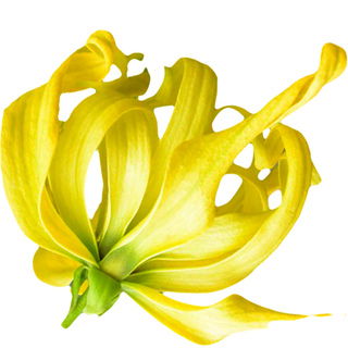 Comorian ylang-ylang Orpur®