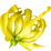 komorischer Ylang-Ylang