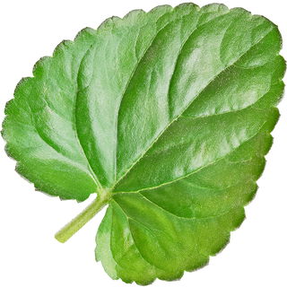Duftveilchenblatt