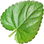 Sweet violet leaf