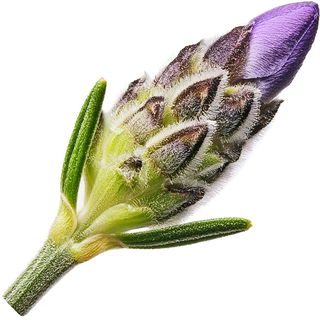 Lavendelknospe