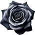 Turkish black rose