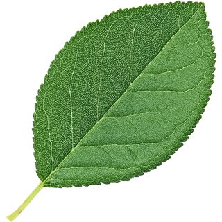 Pflaumenblatt
