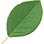 Plum leaf