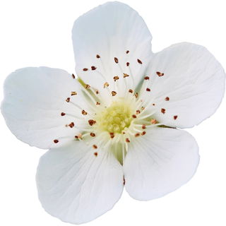 European dewberry blossom
