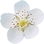 European dewberry blossom