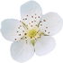 European dewberry blossom