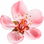 Nectarine blossom