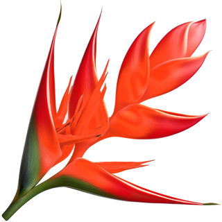 Red heliconia