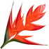 Red heliconia