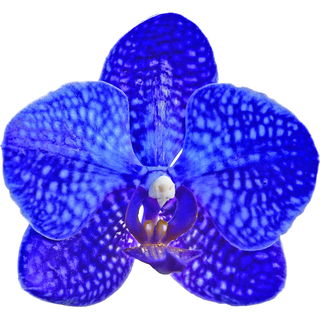 blaue Orchidee