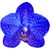 blaue Orchidee