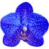 blaue Orchidee