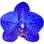 Blue orchid