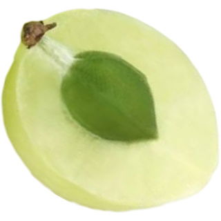 Phyllanthus emblica