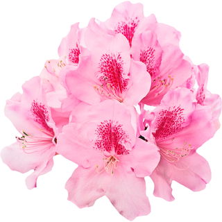 Rhododendron