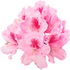 Rhododendron