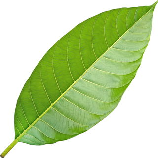 Champaka-Blatt