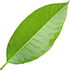 Champaka-Blatt