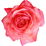 Grasse-Rose