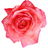 Grasse-Rose