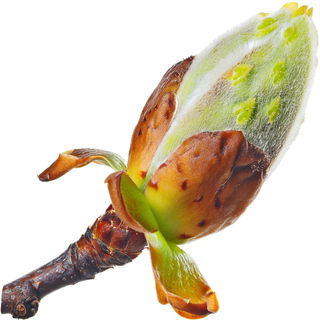 Rosskastanienknospe