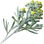 White genepi