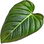 Philodendron