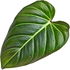 Philodendron