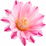 Cactus blossom