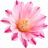 Cactus blossom