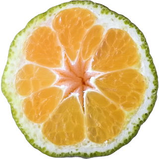 Keraji-Mandarine