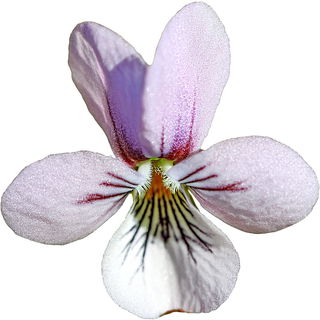 Marsh violet