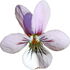 Marsh violet