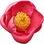 Camellia amplexicaulis