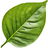 Chili leaf