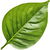Chili leaf