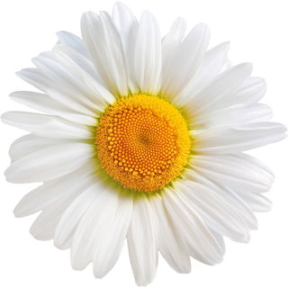 Italian camomile