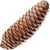 Silver fir cone