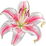 Stargazer lily