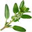 Thyme