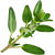 Thyme