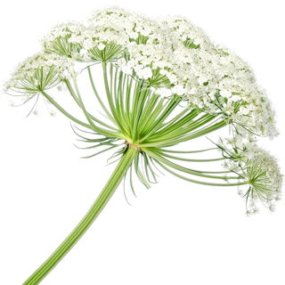 Karottenblüte