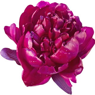 Cherry Hill peony