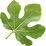 Fig leaf